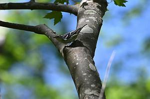 013 Warbler, Black-and-White, 2023-05130564 MarbleheadNeck Wildlife Sanctuary, MA